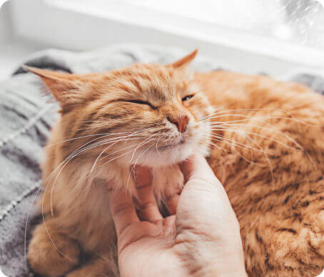 foto cat 8k