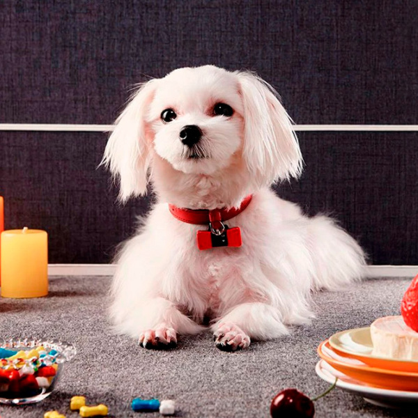 Трекер Tractive Petfit Wepetfit Красный  photo 3