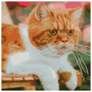 Pictură pe numere Strateg Pisica roșcată serioasă 30 x 30 cm, P&acirc;nză