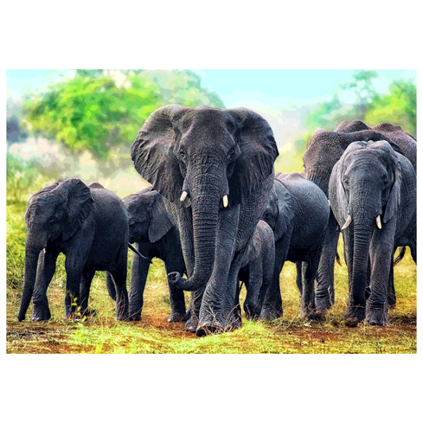 Puzzle Trefl African elephants (10442) Количество деталей: 1000, Рекомендуемый возраст: 12+ photo 1