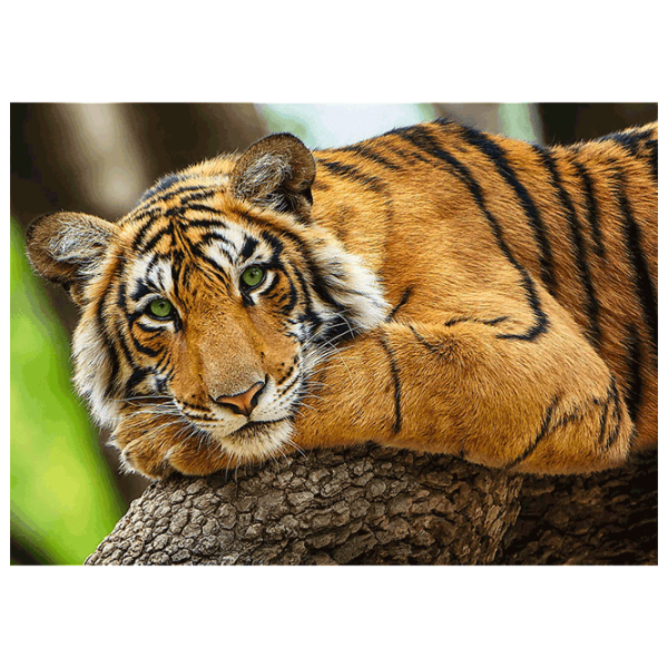 Puzzle Trefl Tiger portrait (37397) Количество деталей: 500, Рекомендуемый возраст: 9+ photo 2