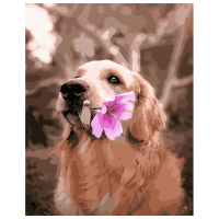 Pictură pe numere Strateg Retriever cu o floare GS309 50 x 40 cm, Pânză