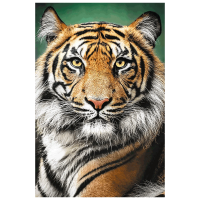 Puzzle Trefl Tiger (5900511262049) Numărul de piese: 1500, Vârsta recomandată: 12+