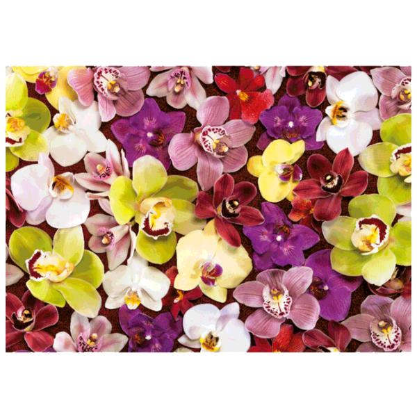 Puzzle Educa Orchid Collage (19558) Numărul de piese: 1000, Vârsta recomandată: 14+ photo 2