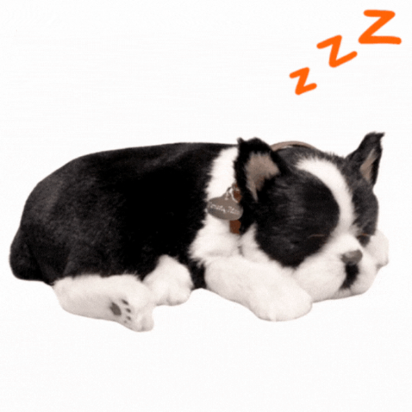 Интерактивная игрушка Perfect Petzzz Now we're huggable! Boston Terrier 91-35 Черный Универсальный, 3+ photo 2