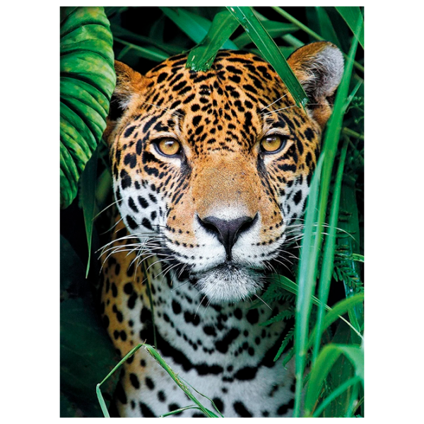 Puzzle Clementoni JAGUAR (35127) Количество деталей: 500, Рекомендуемый возраст: 9+ photo 1