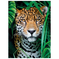 Puzzle Clementoni JAGUAR (35127) Количество деталей: 500, Рекомендуемый возраст: 9+