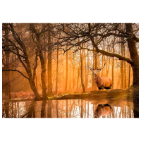 Puzzle Clementoni The Forest (35118) Количество деталей: 500, Рекомендуемый возраст: 9+