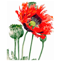 Pictură pe numere Strateg Floare de mac GS070 50 x 40 cm, Pânză